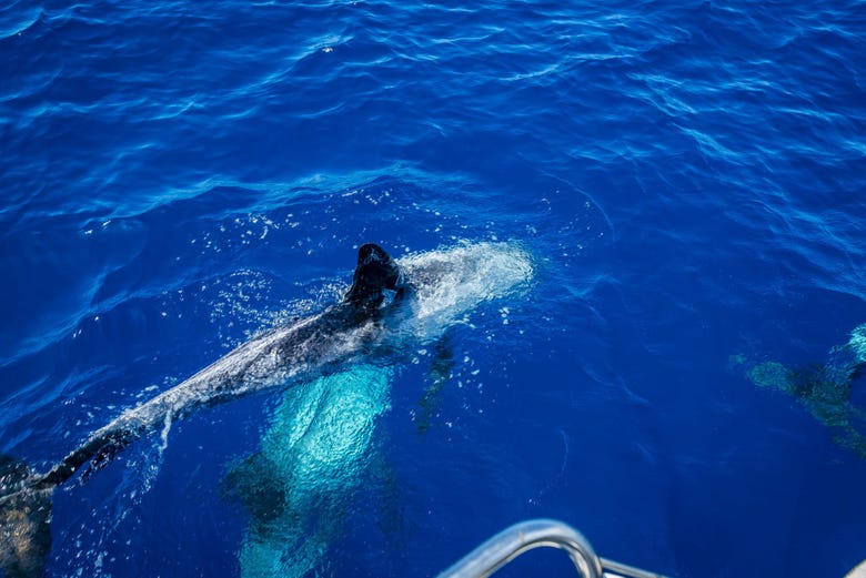 Avistamiento de cetáceos en Fuerteventura
