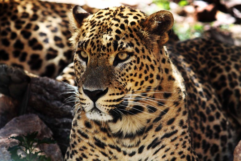 Les léopards de Terra Natura Murcia