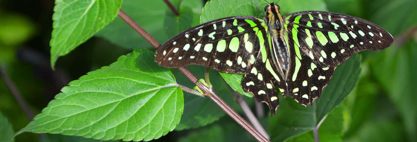 Níjar Butterfly House Ticket