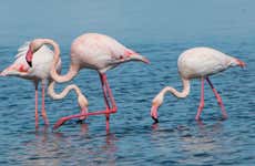 Escursione al Delta dell'Ebro + Giro in catamarano