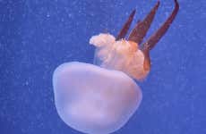 Excursão a Valência + Oceanogràfic e Hemisfèric