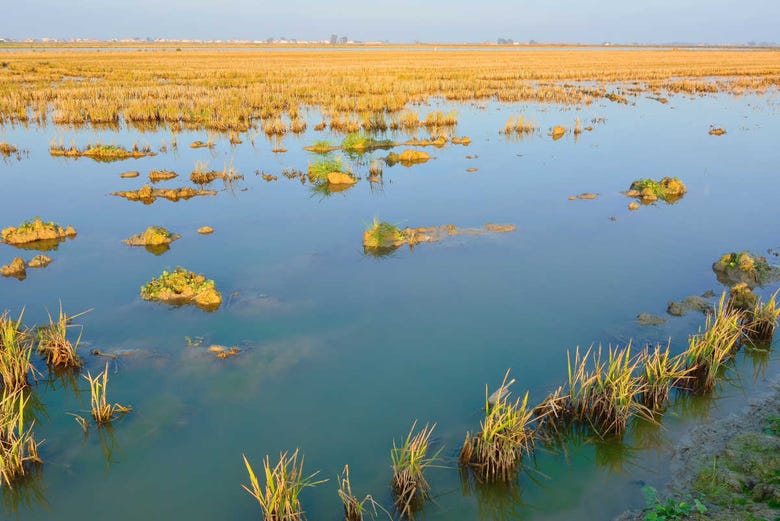 Cultivos de arroz do Delta do Ebro 