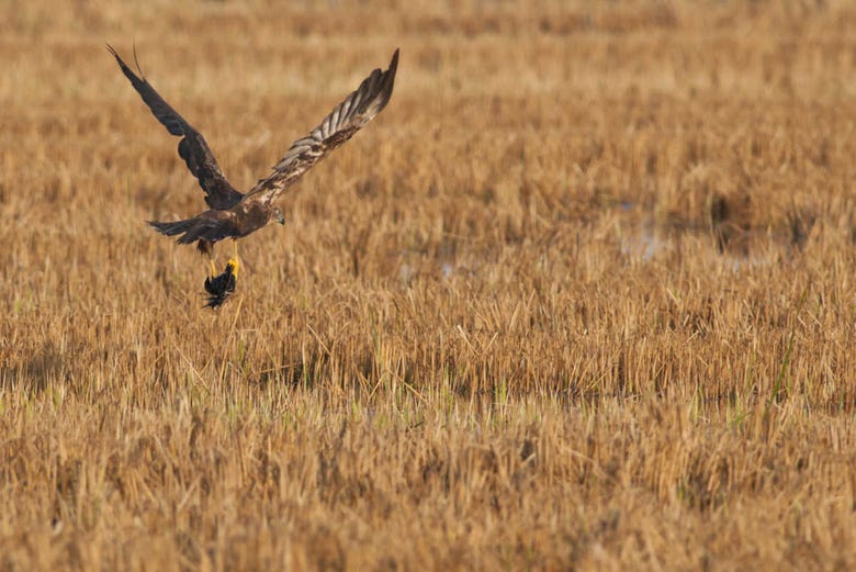 Descubriendo la avifauna del Delta del Ebro 