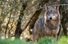 Avistamiento de lobo ibérico en Asturias