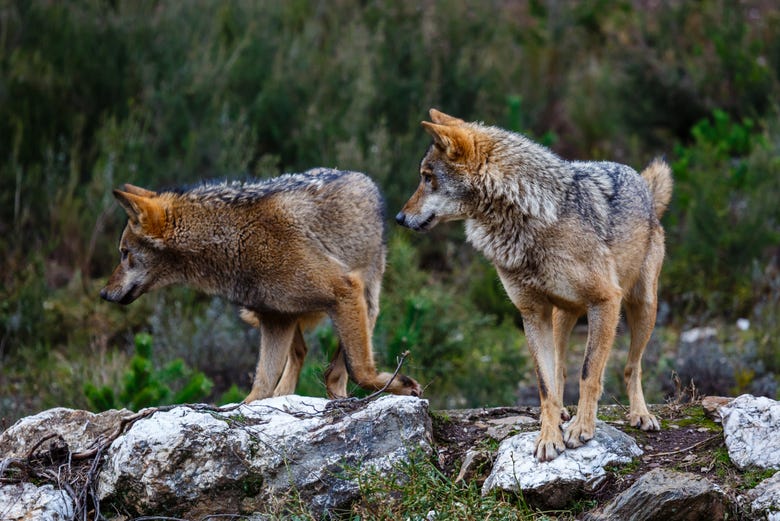 Iberian wolf sighting in Asturias