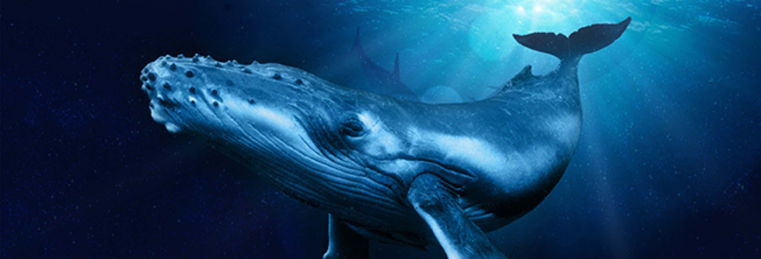 Ingresso do Palma Aquarium