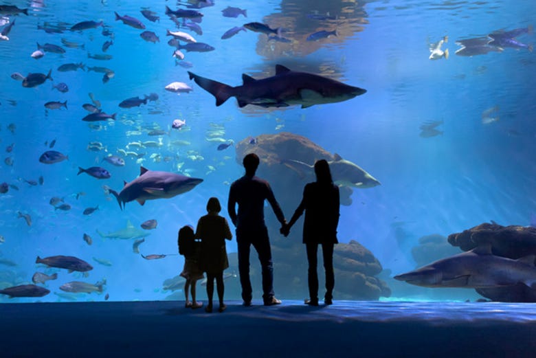 Familia en Palma Aquarium