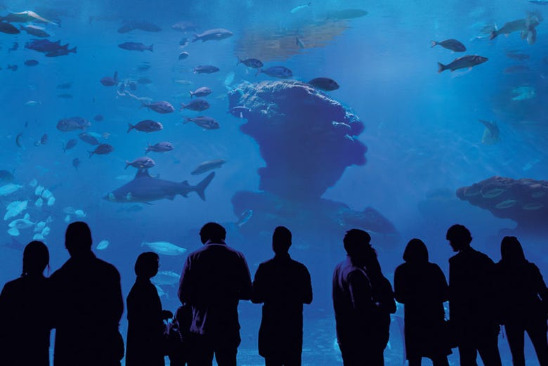 Grupo en Palma Aquarium