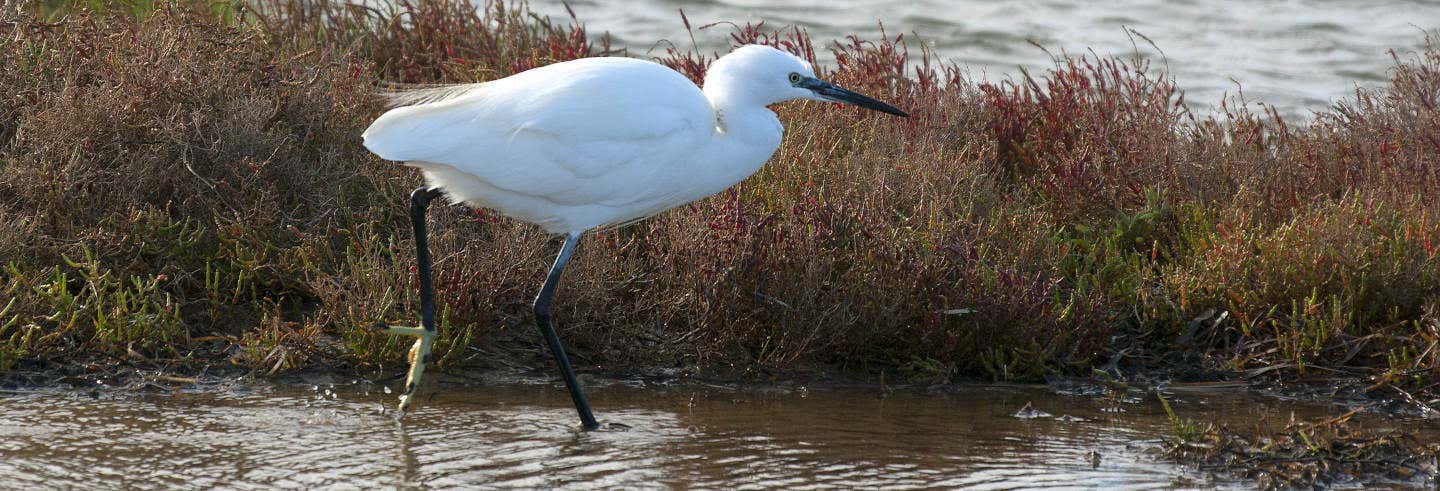 Excursión al Delta del Ebro + Paseo en catamarán desde Peñiscola