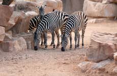Excursión a Valencia + Bioparc