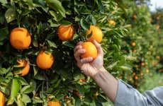 Tour de la naranja por la Masía dels Doblons
