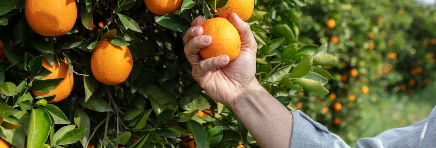 Tour de la naranja por la Masía dels Doblons desde Peñiscola