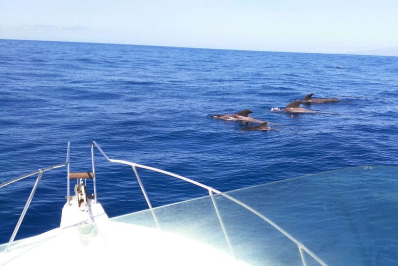 Avistamiento de cetáceos en el mar