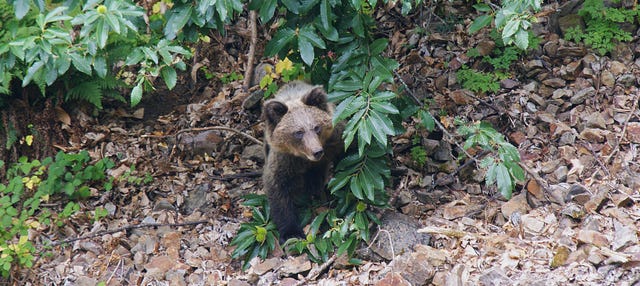 Observation d'ours bruns européens en Asturies
