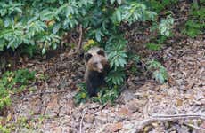 Avistamento de urso-pardo-cantábrico nas Astúrias