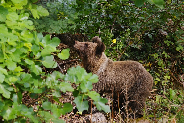 Sighting of a Cantabrian brown bear