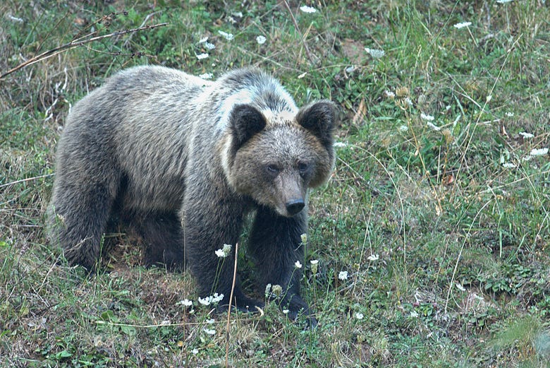 Brown bear in the Natural Park of Somiedo