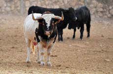 Visita guiada por una ganadería de toros bravos