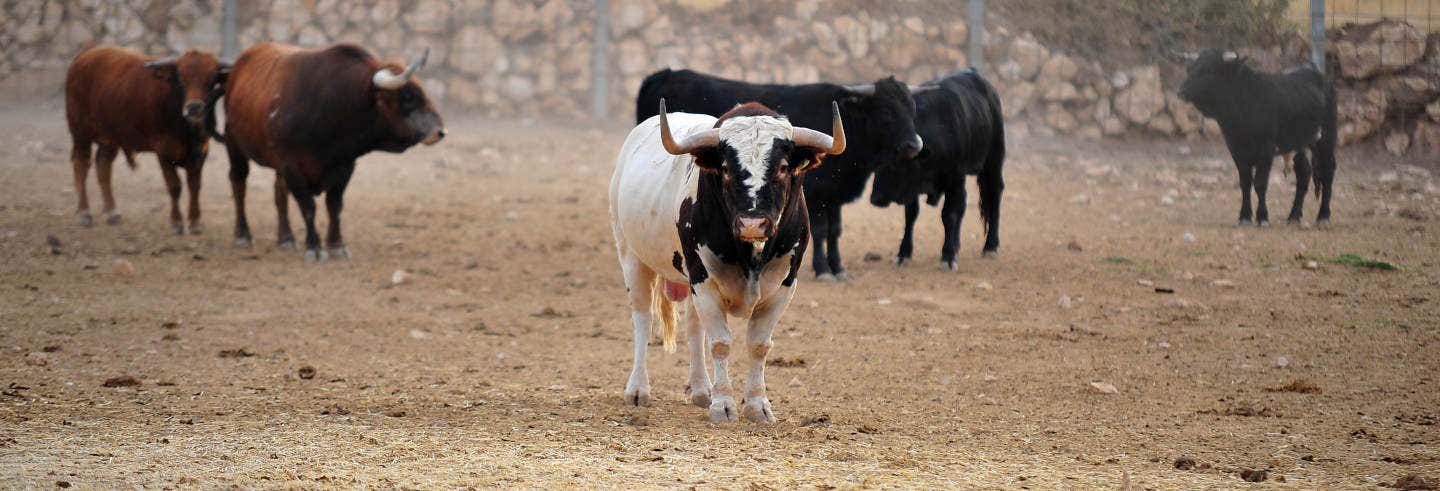 Visita guiada por una ganadería de toros bravos