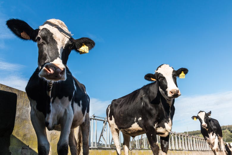 Vacas da raça Holstein-Frísia