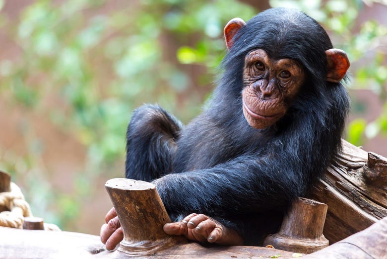 Un simpatico scimpanzé del parco