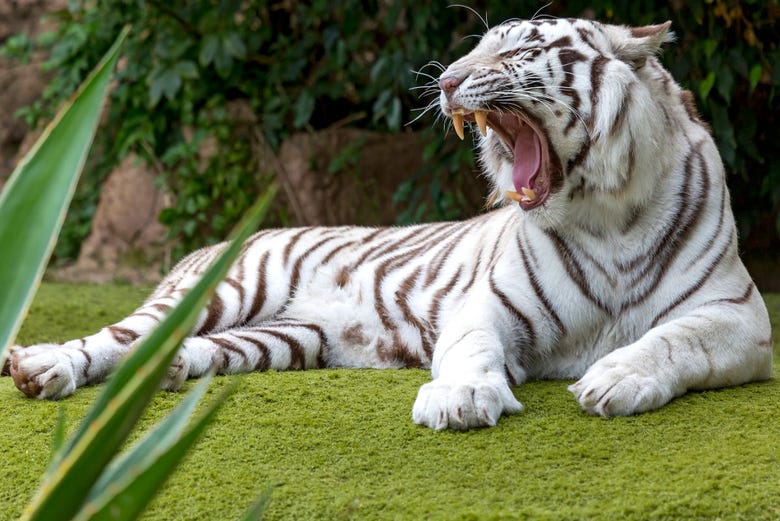 Tiger in Loro Parque