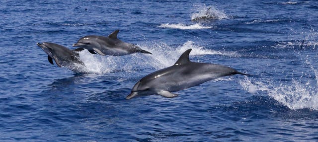 Avistamiento de delfines
