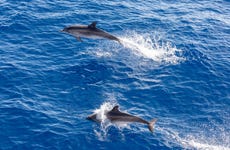 Avistamiento de cetáceos por Puerto Rico