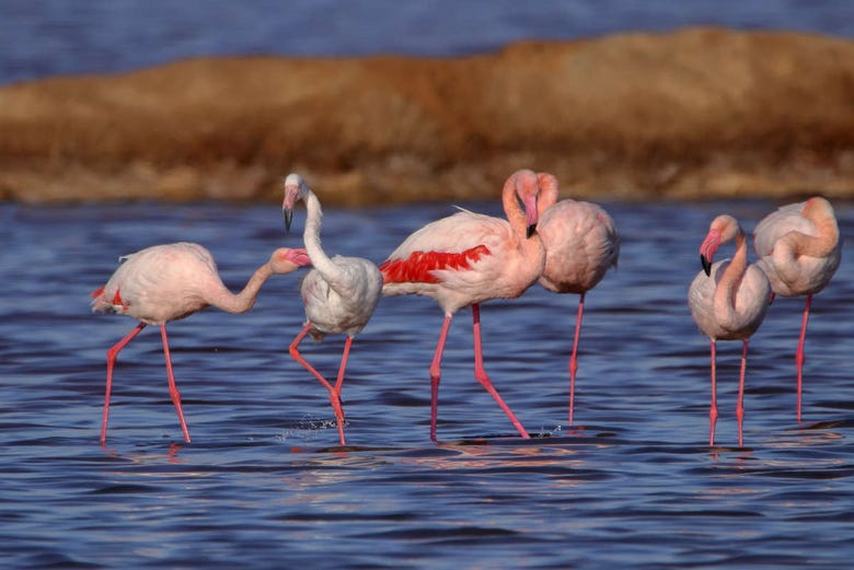 Flamingos nas marismas