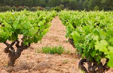 Pago de Tharsys Winery Trip
