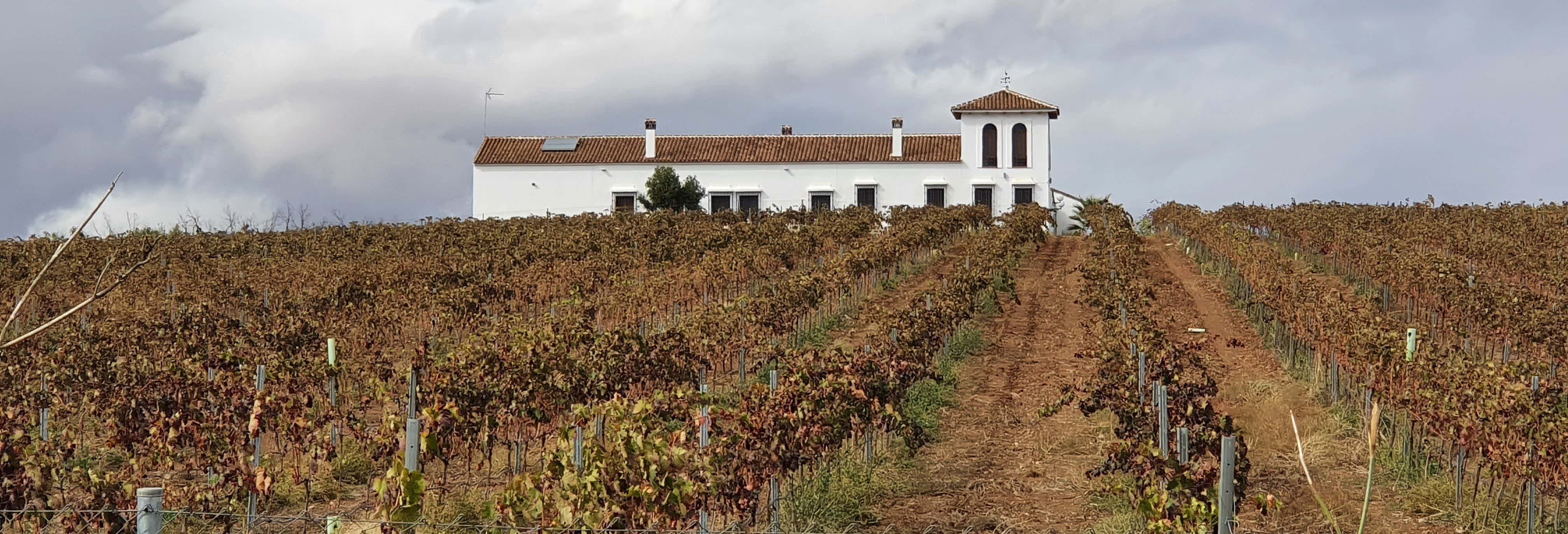 Visita a la bodega Pentateuco