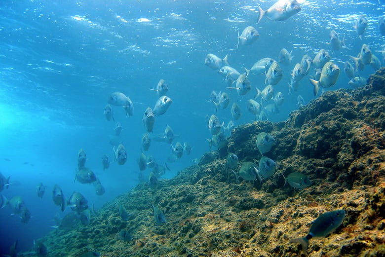 Espécies de peixes nas ilhas Medes