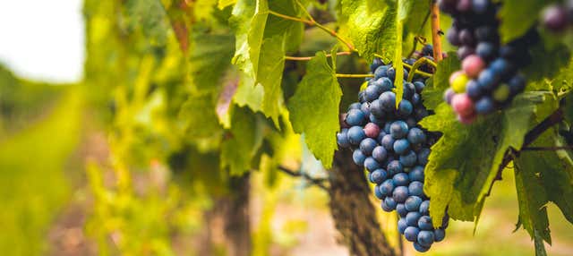 Excursión a Siurana con cata de vinos