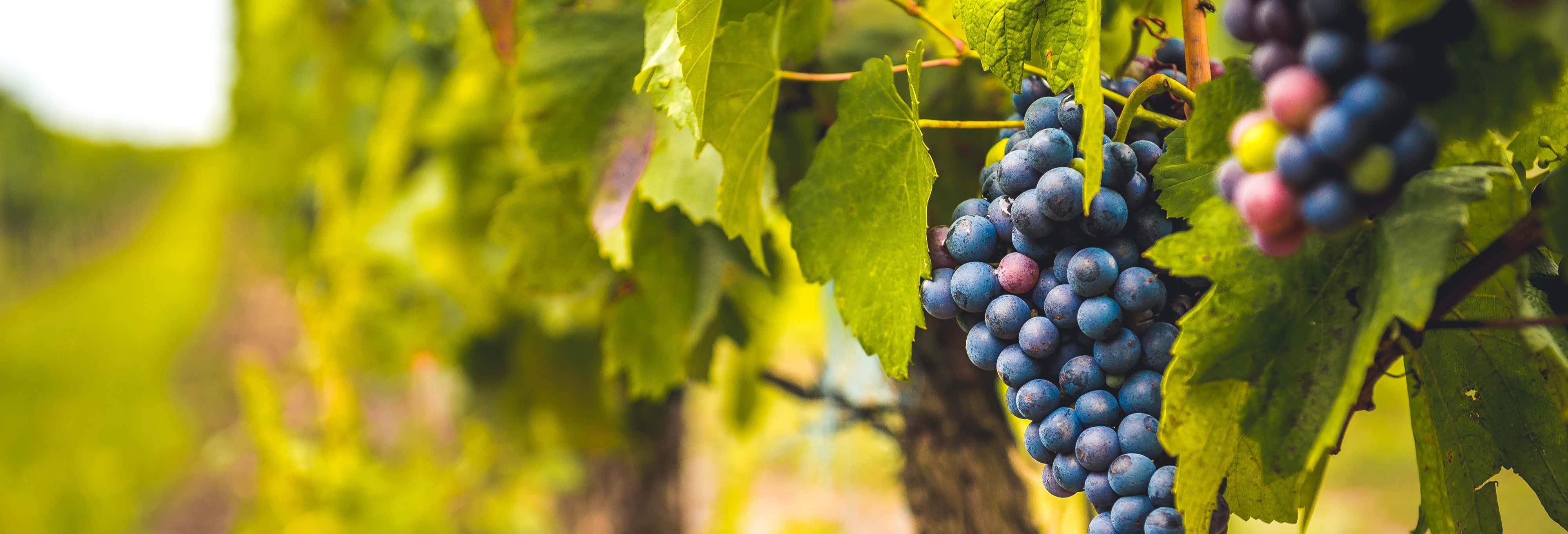 Excursión a Siurana con cata de vinos desde Salou