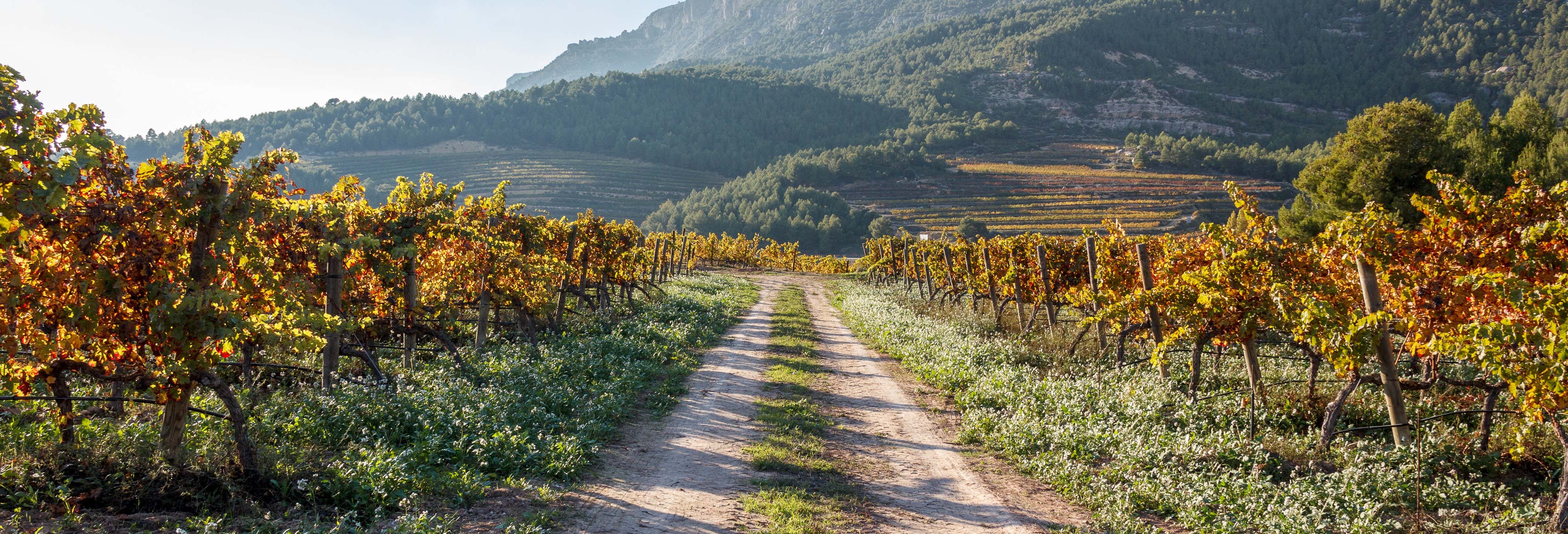 Tour en 4x4 por el Priorat desde Salou
