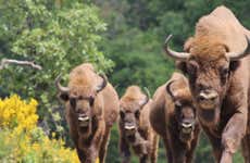 Tour pelo Centro de Interpretação do Bisonte Europeu