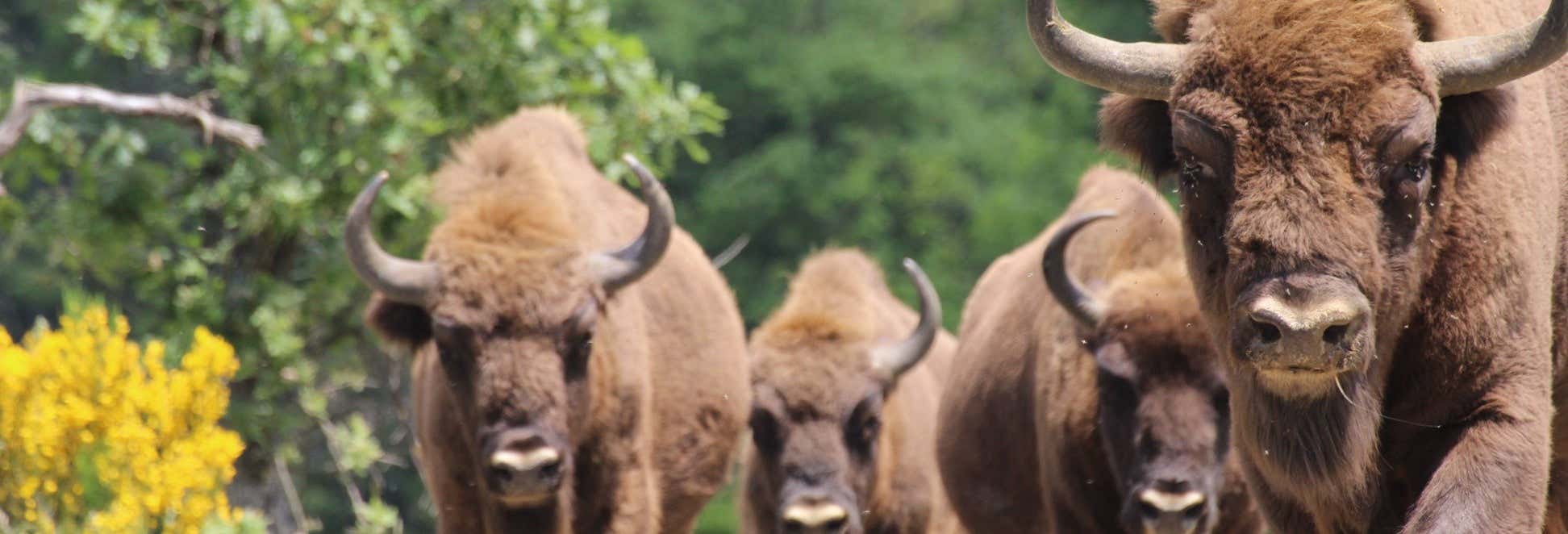 Tour pelo Centro de Interpretação do Bisonte Europeu