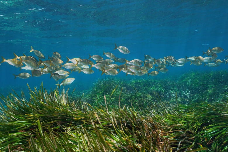 Banco di pesci che nuotano in mezzo alla posidonia oceanica