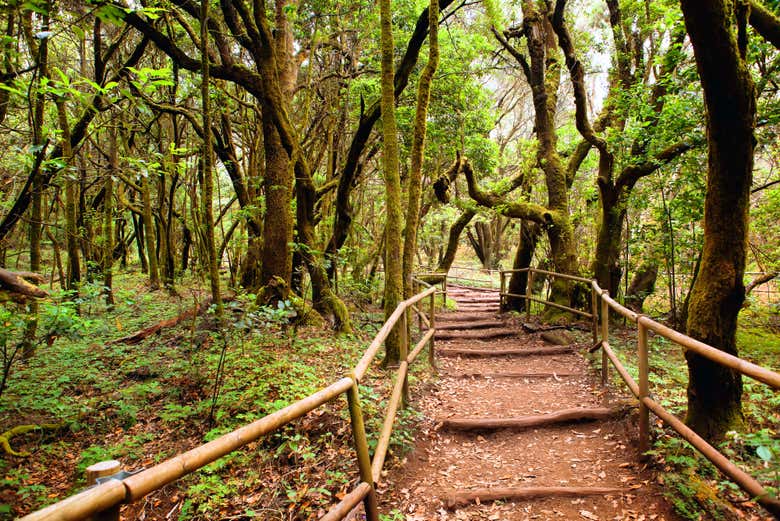 Senderismo por el Parque Nacional de Garajonay, San Sebastián de La Gomera