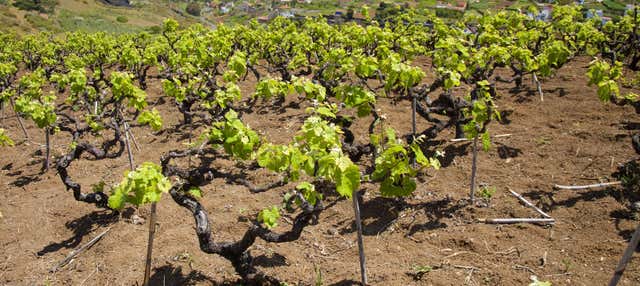 Visita a la bodega San Juan