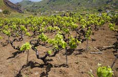 Visita a la bodega San Juan