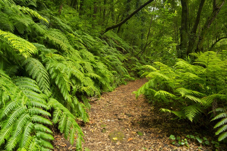 Fern-lined trails