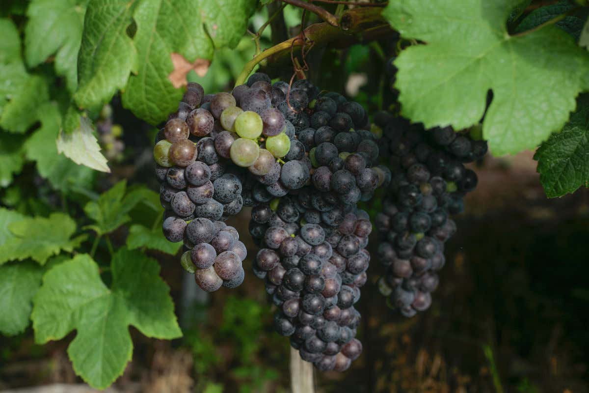 Tour del vino por el norte de Tenerife
