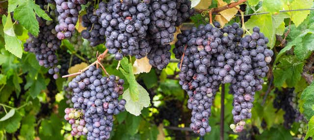 Wine Tasting, La Orotava & Puerto de la Cruz Tour