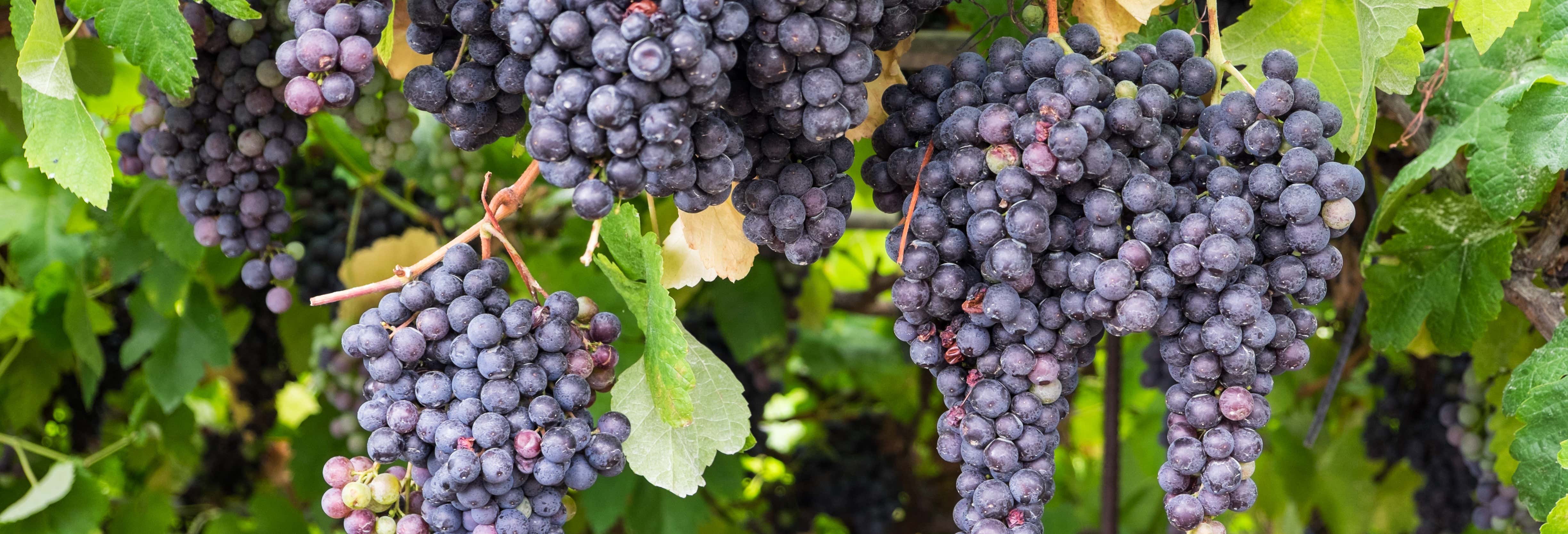 Tour del vino + La Orotava e Puerto de la Cruz