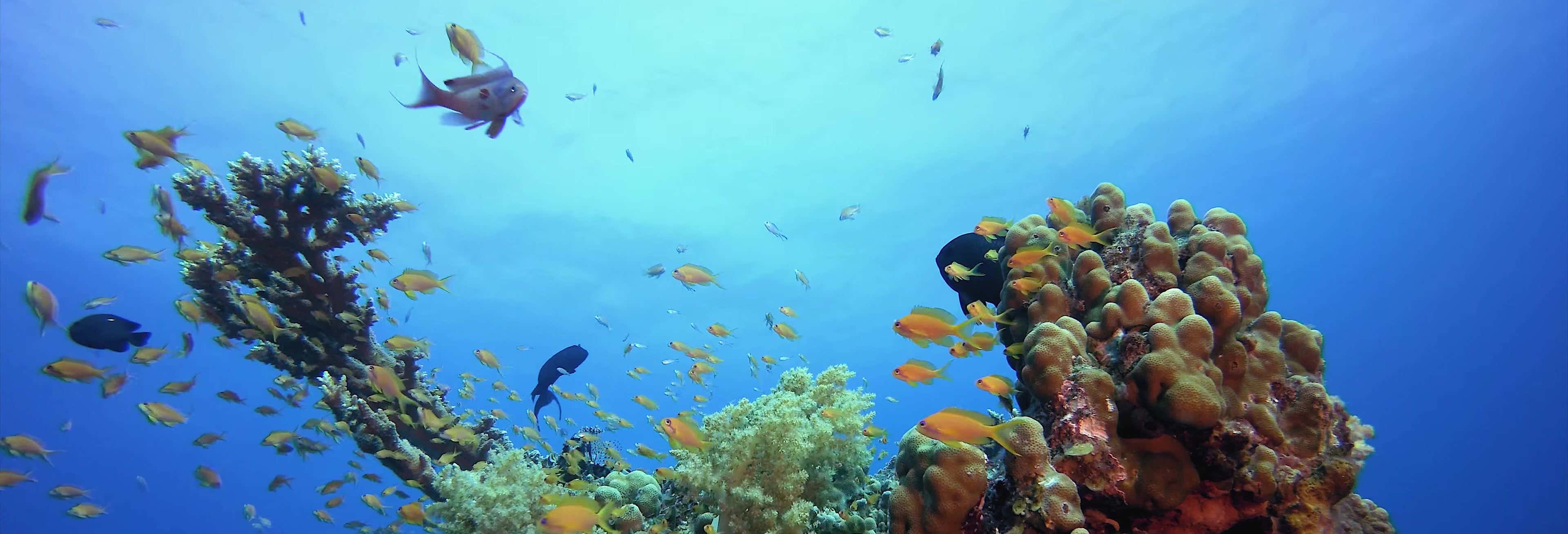 Excursión a Tabarca en barco + Snorkel