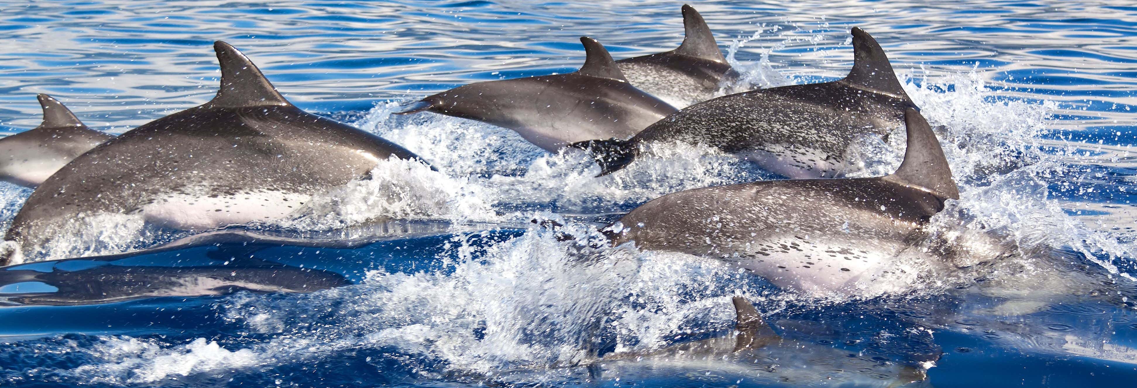 Avistamiento de delfines en el sur de Mallorca