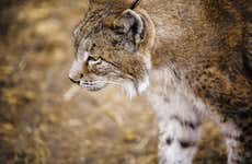 Doñana Day Trip
