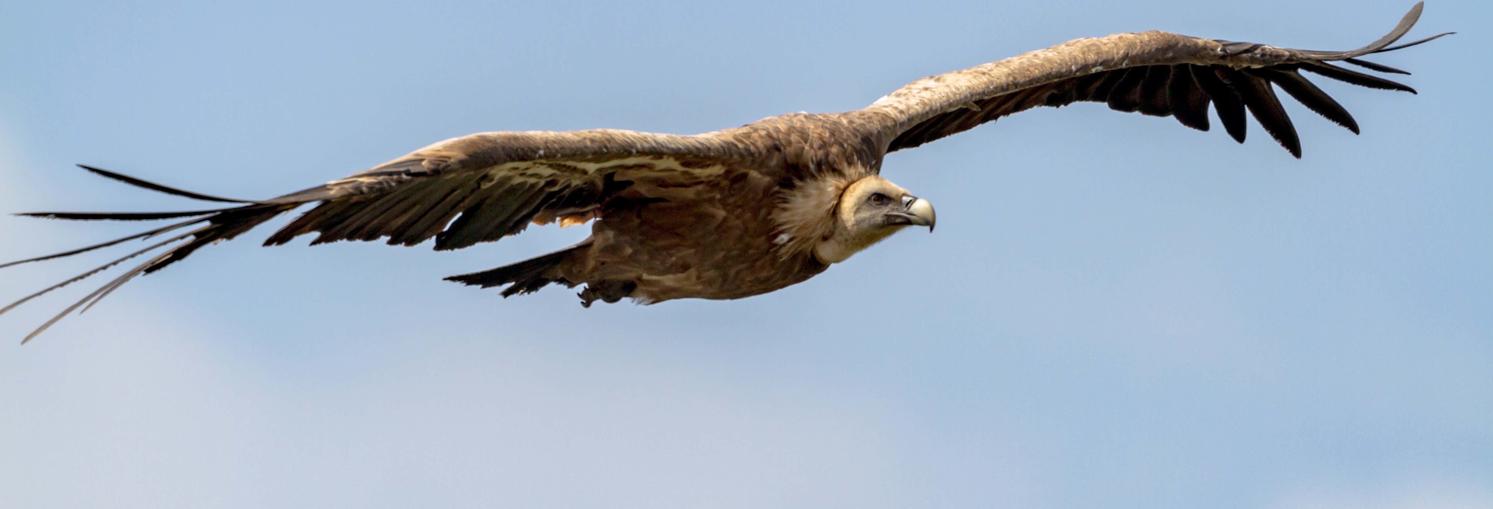 Avistamiento de aves en la Sierra de Gata
