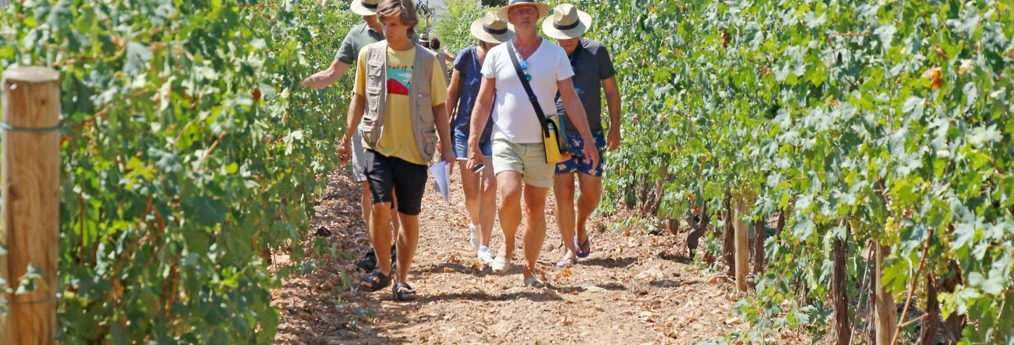 Visita al Centro de Interpretación Malvasía de Sitges